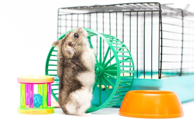 Cute hamster standing by his cage