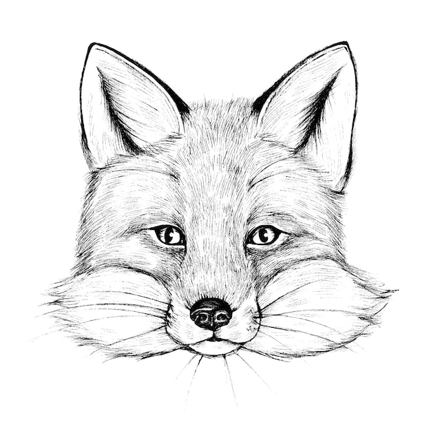 cute hand drawn fox transparent png