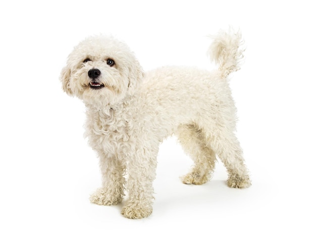 Cute Happy Bichon Crossbreed Dog