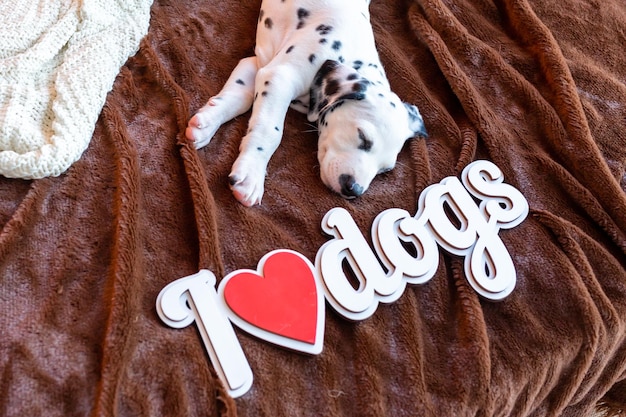 Photo cute happy dalmatian dogs lying on the bed concept i love dogs