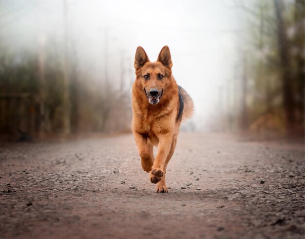 Cute happy dog