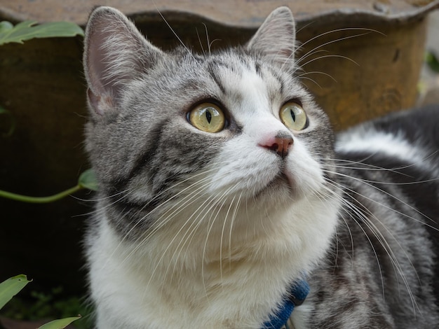 Cute happy kitty cat relaxing in outdoor garden at home