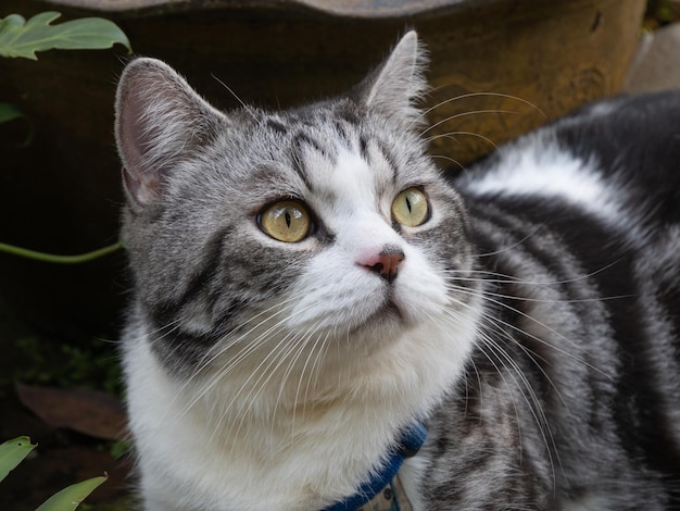 Cute happy kitty cat relaxing in outdoor garden at home