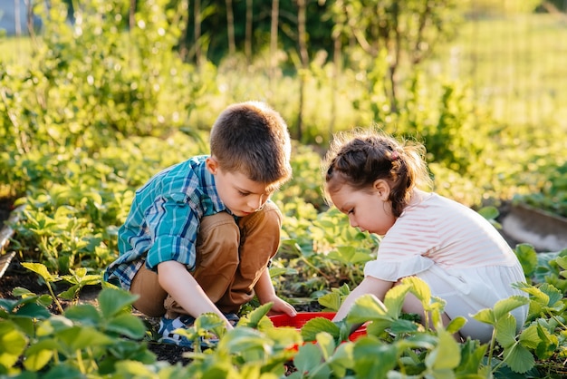 幼稚園時代の可愛くて幸せな弟と妹は、晴れた夏の日に庭で熟したイチゴを集めて食べます