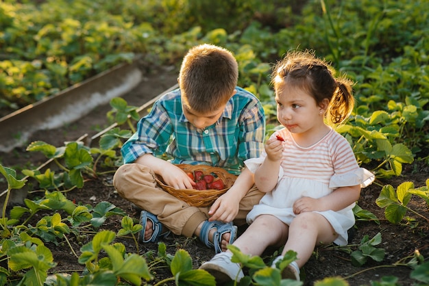 Cute and happy little brother and sister of preschool age collect and eat ripe strawberries in the garden on a Sunny summer day.