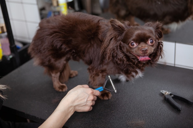 Piccolo cane felice sveglio al salone di toelettatura