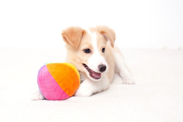 Cute Happy Puppy lies next to the ball after an active game rest A pet