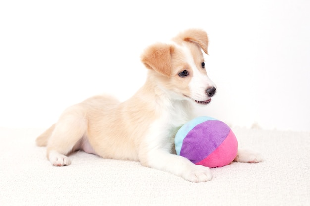 Cute Happy Puppy ligt naast de bal na een actieve spelrust Een huisdier