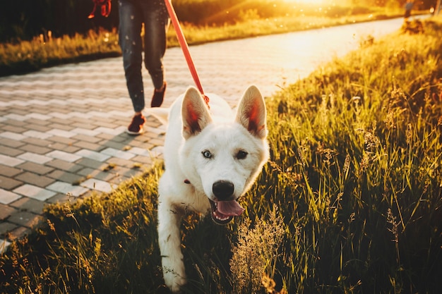 ひもにつないでかわいい幸せな白い犬は、日没時に草の上でカジュアルな服を着て作物の女性と一緒に歩いて、開いた顎でカメラを見て