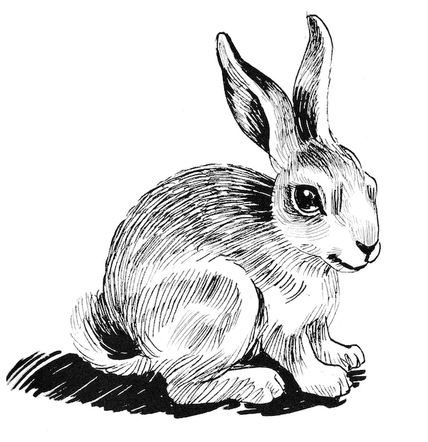 Photo cute hare. ink black and white drawing