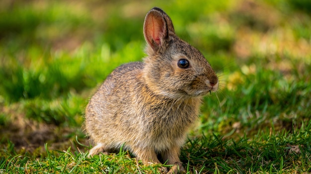 Cute hare sitting on green grass