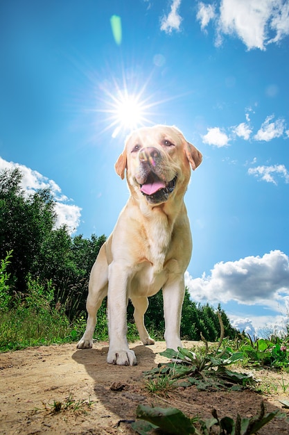 森の空き地の小道に立っている舌でかわいい健康的な黄色のラブラドール犬