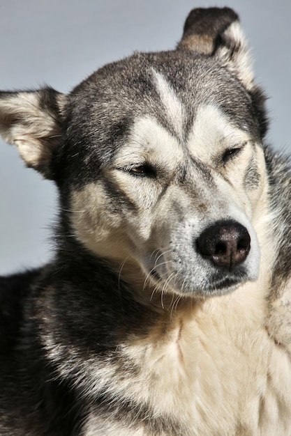 Cute homeless dog looking aside. Close up portrait.