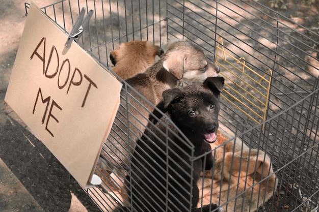 Cute homeless puppies in cage and carton with text ADOPT ME outdoors