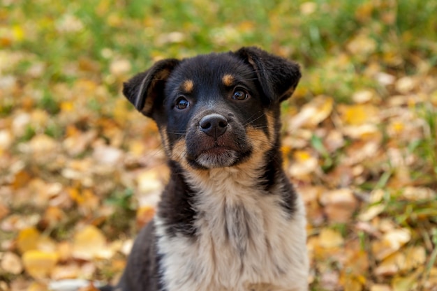 黄色の葉で遊ぶかわいいホームレスの子犬