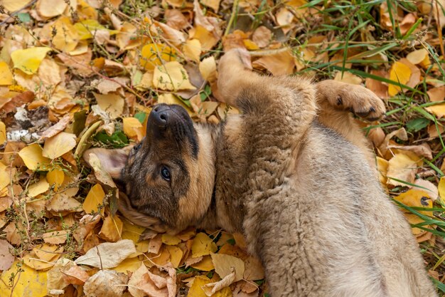 Simpatico cucciolo senzatetto che gioca tra le foglie gialle