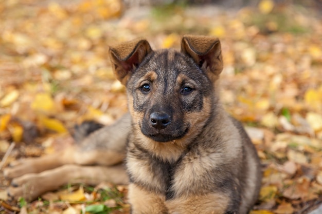 黄色の葉で遊ぶかわいいホームレスの子犬