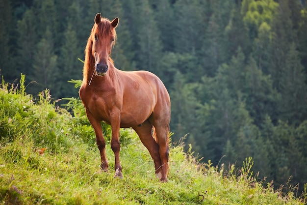 Carino cavallo nelle alpi che mangia erba