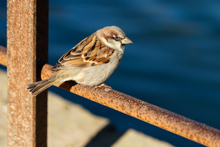 Фотография милый домовой воробей (passer domesticus) сидит на ржавом шесте у моря