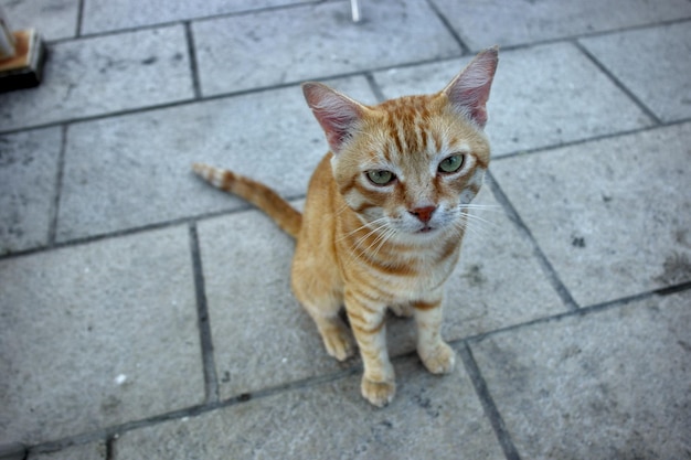 食べ物を探しているかわいい空腹の猫