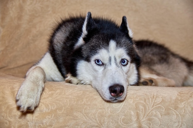 귀여운 허스키 개가 소파에 누워 파란 눈 클로즈업 초상화를 가진 화려한 똑똑한 개와 멀리 보이는