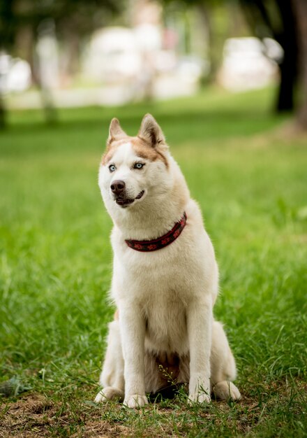 公園でかわいいハスキー犬