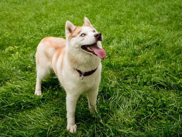 公園でかわいいハスキー犬