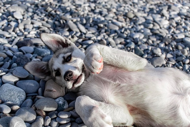 ビーチの小石で遊ぶかわいいハスキー犬の子犬ペットの愛