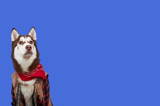 コピースペースで色付きの青い背景に分離された赤いバンダナのかわいいハスキー犬
