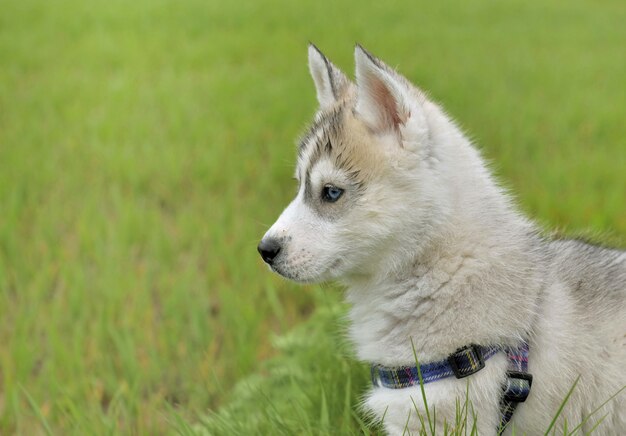 Cute husky puppy on the grass