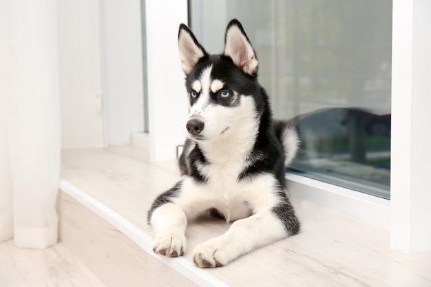Cute husky puppy at home