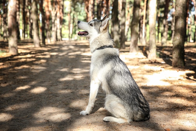 Cute husky on walk in forest