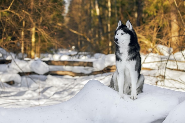 かわいいハスキーオオカミ犬は、日当たりの良い冬の森の雪の上に座って、コピースペースを見回します