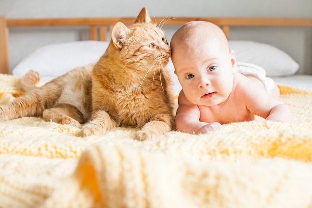 白いベッドの上のニットの黄色の格子縞のカメラを見て赤い厚かましい太った猫の横にあるかわいい幼児の赤ちゃん。