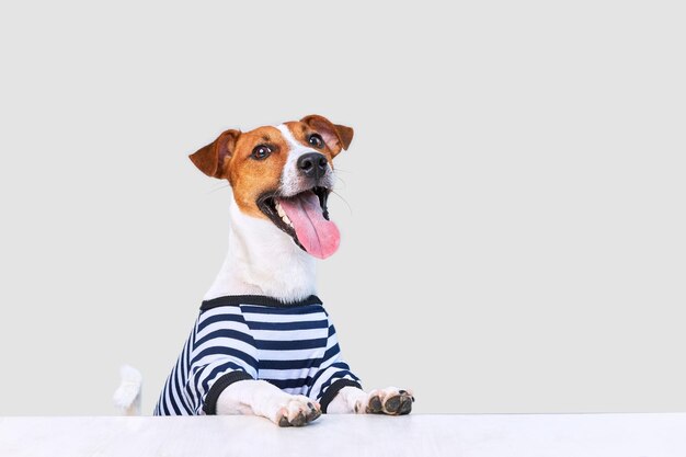 Cute jack russel dog dressed in striped tshirt