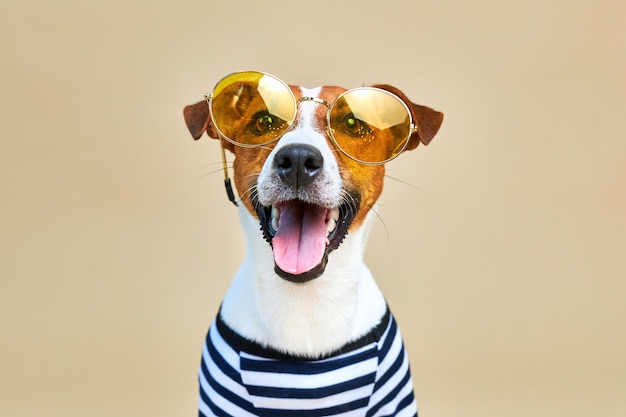 cute jack russel dog dressed in striped tshirt