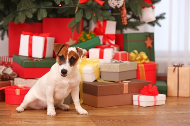 장식된 크리스마스 방에 있는 귀여운 잭 러셀 강아지, 근접 촬영