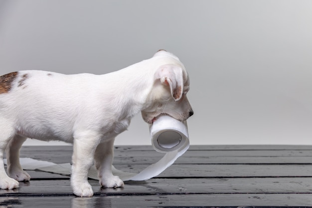 Cute jack russel puppy playing with toilet paper