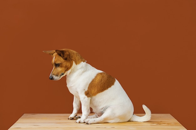 Cute  jack russel terrier dog 