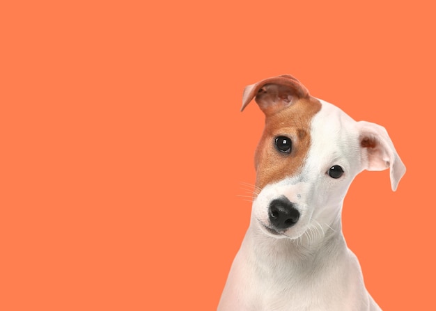 Cute Jack Russel Terrier on pale orange background Space for text