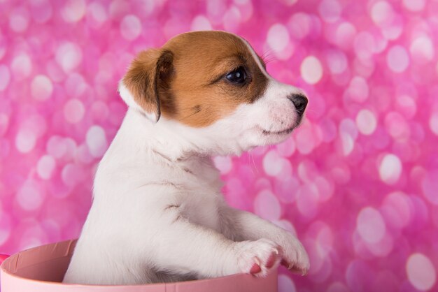 Foto simpatico cucciolo di jack russel terrier in una scatola regalo rosa