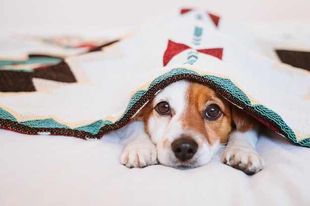 Cute jack russell dog covered with ethnic blanket lying on bed\
at home. lifestyle indoors