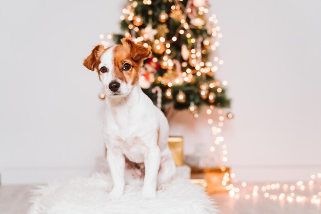 Cute jack russell dog at home by the christmas tree