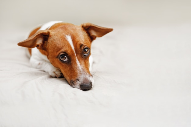 かわいいジャックラッセル犬がベッドに横になっています。