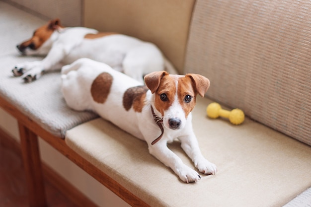 Simpatici cani jack russell che dormono e riposano sul divano, cane che ha una siesta, fantasticando.