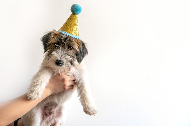 かわいいジャックラッセルテリアの壊れた子犬は、白い背景の上のお祝いの帽子をかぶっています。