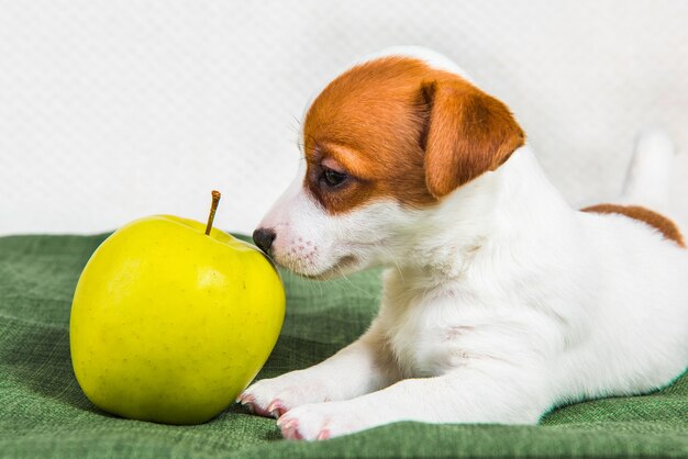 Cute jack russell terrier dog puppy with apple