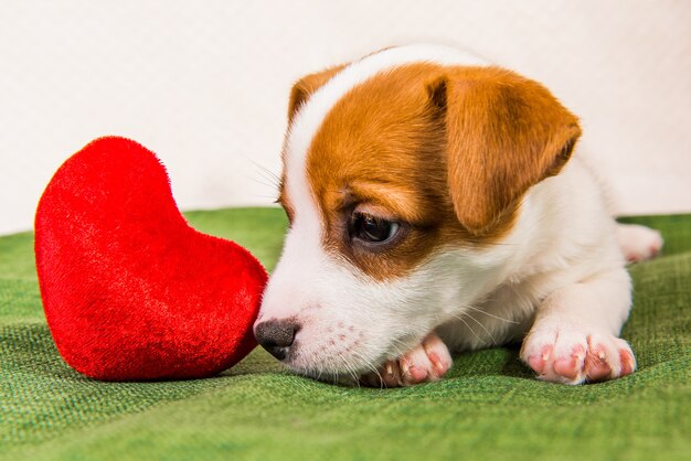 Cute jack russell terrier dog puppy with heart