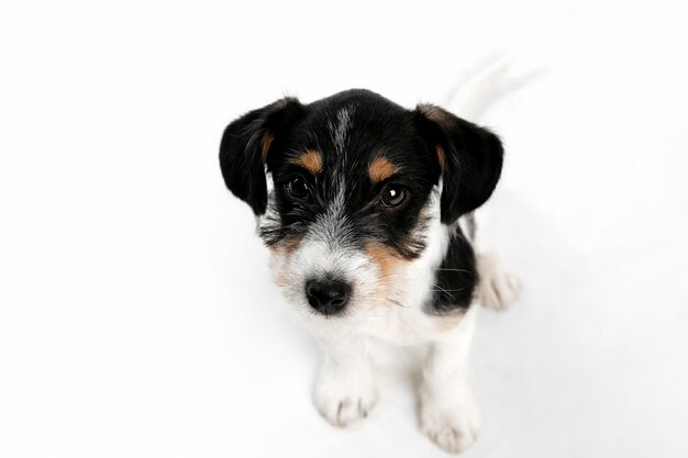 Cute. Jack Russell Terrier little dog is posing. Cute playful doggy or pet playing on white studio background. Concept of motion, action, movement, pets love. Looks happy, delighted, funny.