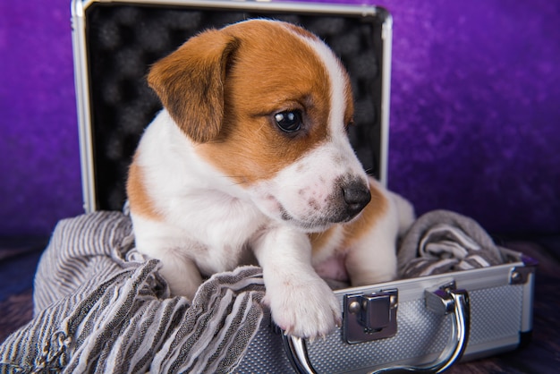 Cute Jack Russell Terrier puppy dog sits in a suitcase for traveling.